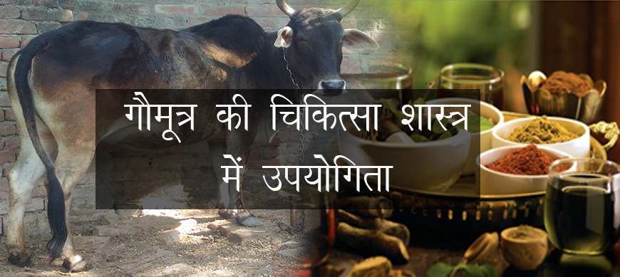 गौमूत्र की चिकित्सा शास्त्र में उपयोगिता 